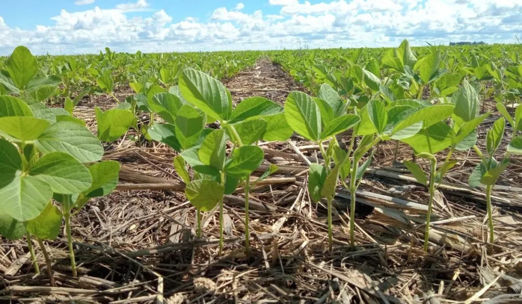 Siembra directa y cultivos de cobertura: las claves para reducir emisiones agrícolas en EE.UU.
