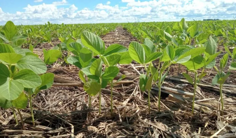 Siembra directa y cultivos de cobertura: las claves para reducir emisiones agrícolas en EE.UU.