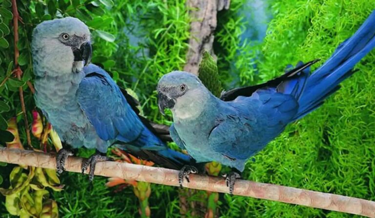 Un milagro alado: nace en Bélgica un guacamayo azul extinto en la naturaleza