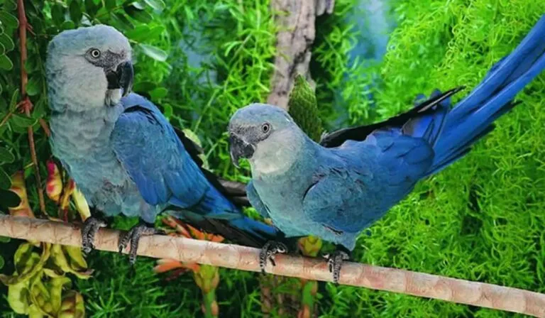 Un milagro alado: nace en Bélgica un guacamayo azul extinto en la naturaleza