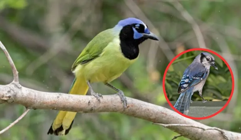 Un pájaro híbrido, el primer animal creado por el cambio climático