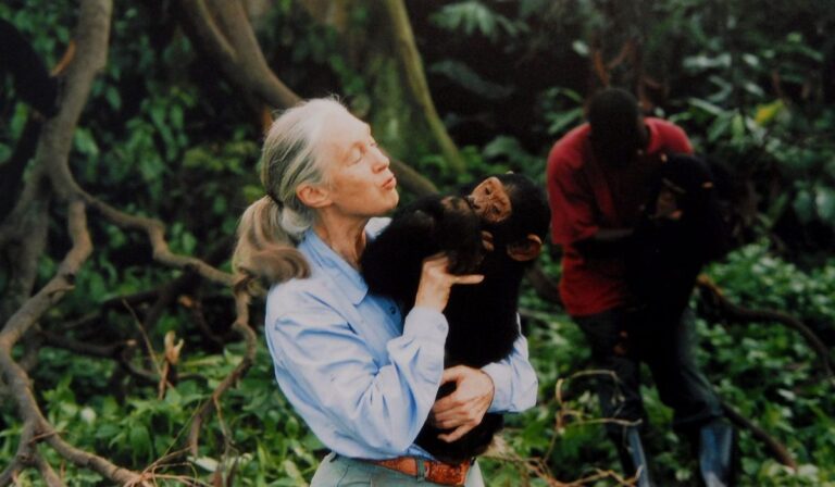 Adiós a Jane Goodall: la mujer que cambió la forma de ver a los chimpancés muere a los 91 años
