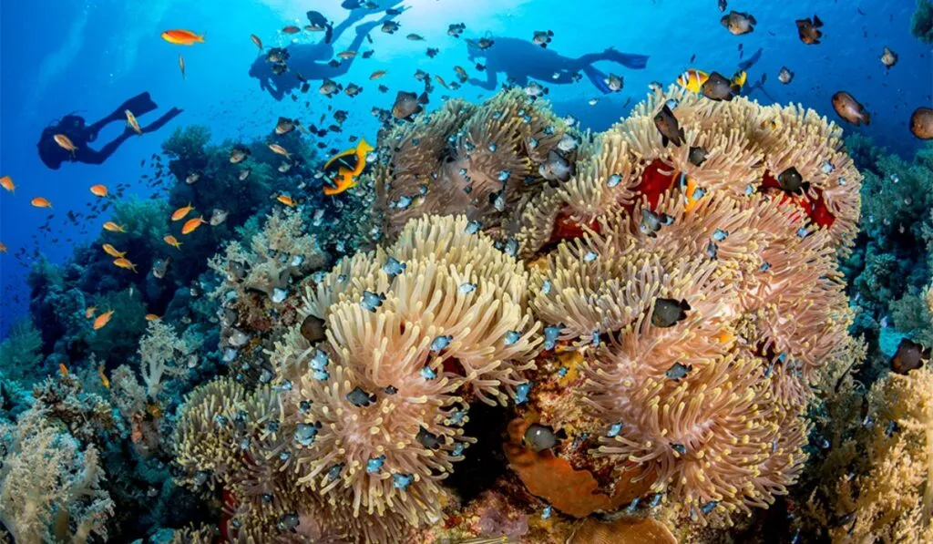 Alerta global: los arrecifes de coral podrían desaparecer por el calentamiento del planeta