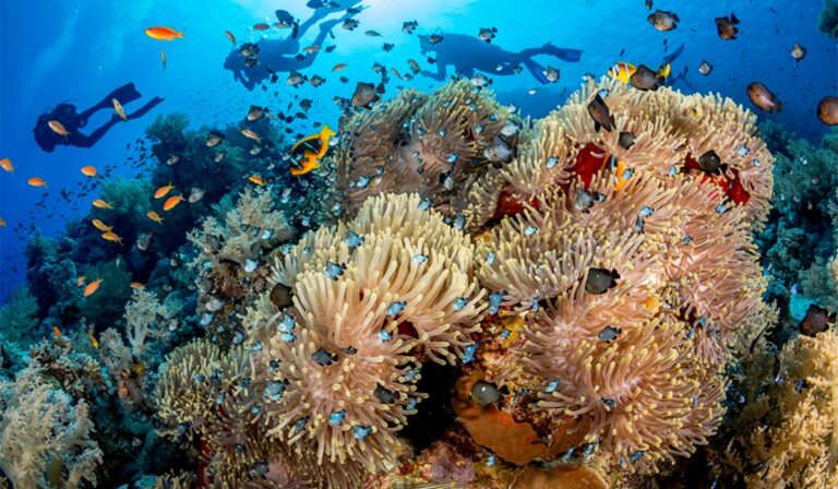 Alerta global: los arrecifes de coral podrían desaparecer por el calentamiento del planeta