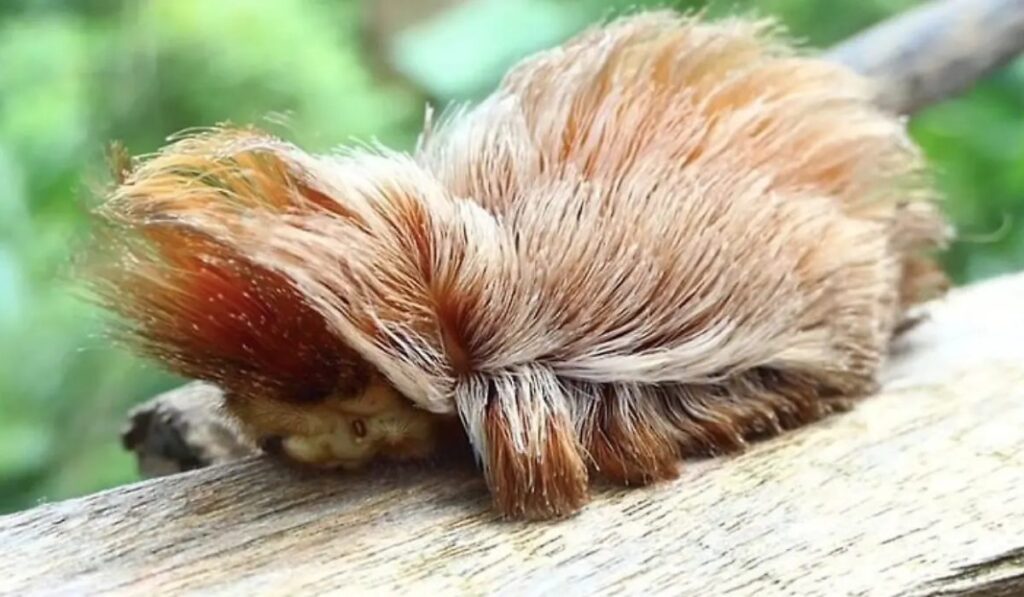Alerta por la “Oruga Peluche”: parece inofensiva, pero su picadura causa dolor extremo