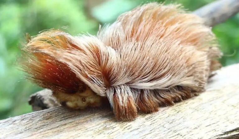 Alerta por la “Oruga Peluche”: parece inofensiva, pero su picadura causa dolor extremo
