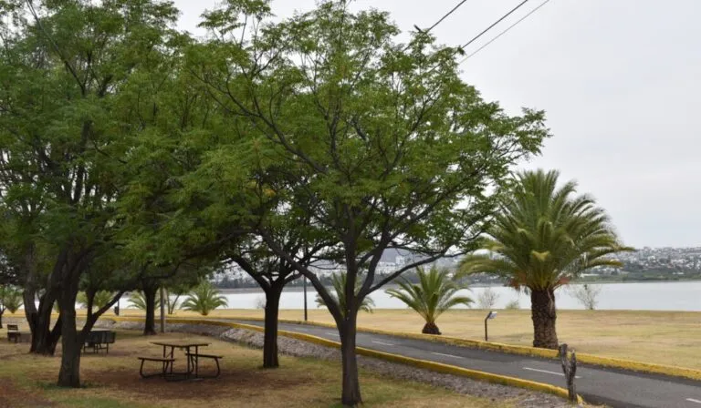 Árbol de paraíso: belleza y sombra… con precaución para niños y mascotas