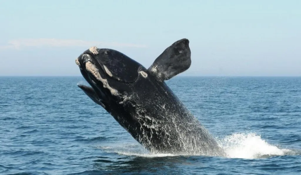 Buenas noticias en el océano: la ballena franca del Atlántico Norte muestra señales de recuperación