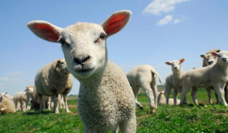 Cabras y ovejas “empleadas verdes” limpian pistas de esquí en Vermont