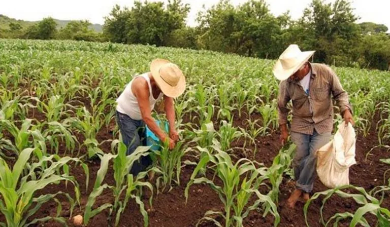 Campesinos latinoamericanos necesitan más de 26 mil millones de dólares al año para enfrentar el cambio climático