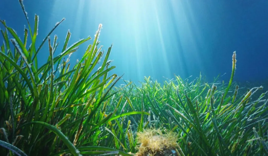 Carbono azul: la nueva frontera contra el cambio climático o una promesa difícil de cumplir