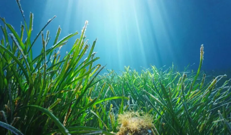 Carbono azul: la nueva frontera contra el cambio climático o una promesa difícil de cumplir