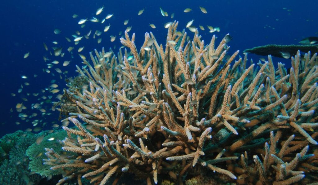 Corales de Florida, al borde del colapso: científicos confirman su “extinción funcional”