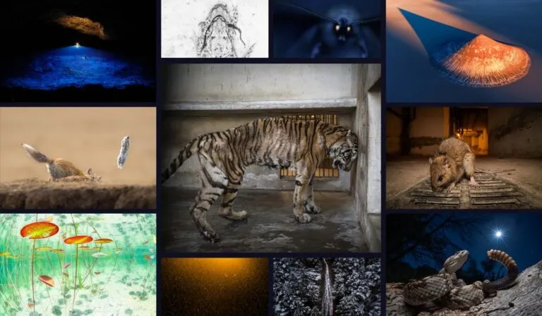 Cuando la belleza duele: MontPhoto premia una imagen que denuncia el tráfico ilegal de animales