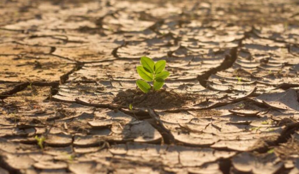 Cuando la música se convierte en activismo: cómo las canciones inspiran la lucha contra el cambio climático
