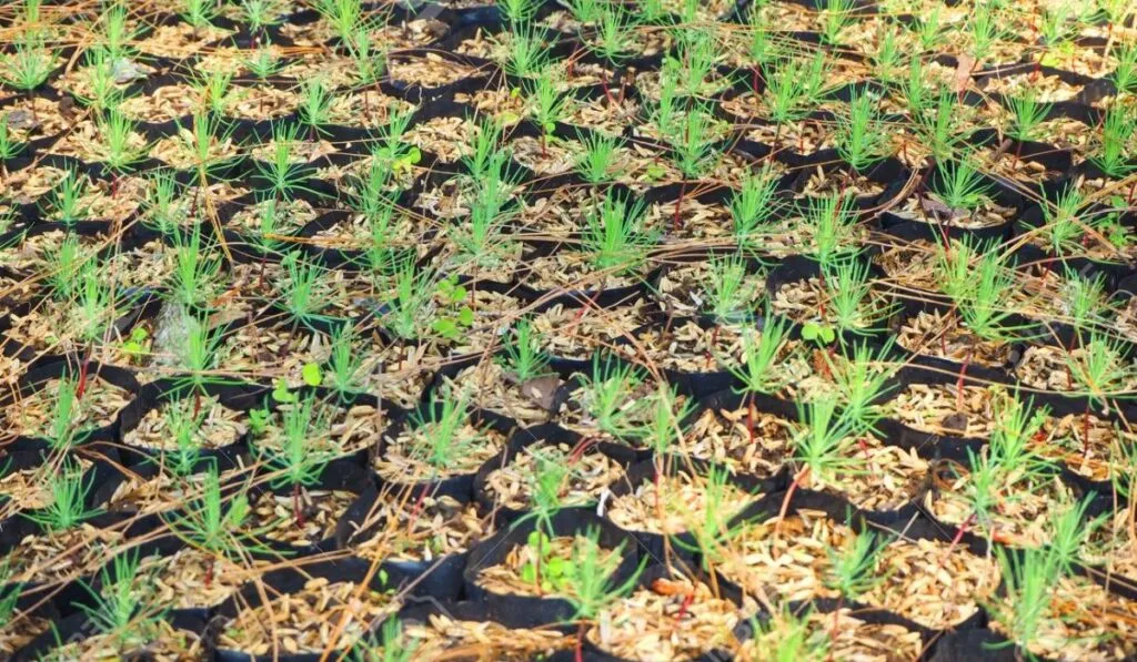 De Temoaya a todo México: Noé recorre el país regalando árboles para combatir el cambio climático