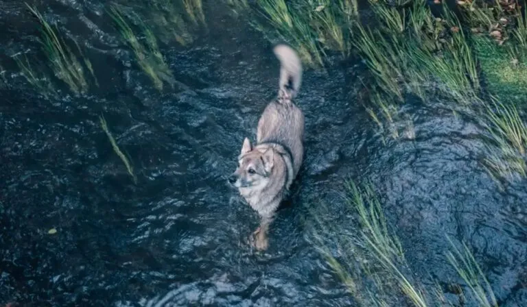 Descubren en Grecia el primer híbrido confirmado entre lobo y perro