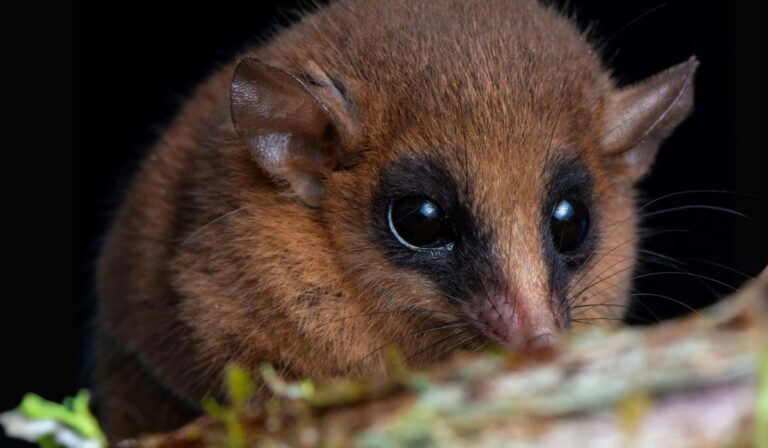 Descubren adorable Marmosa con hocico largo y mirada diminuta