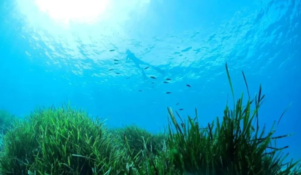 Descubren pasto marino “a prueba de sombra” que podría salvar los ecosistemas costeros
