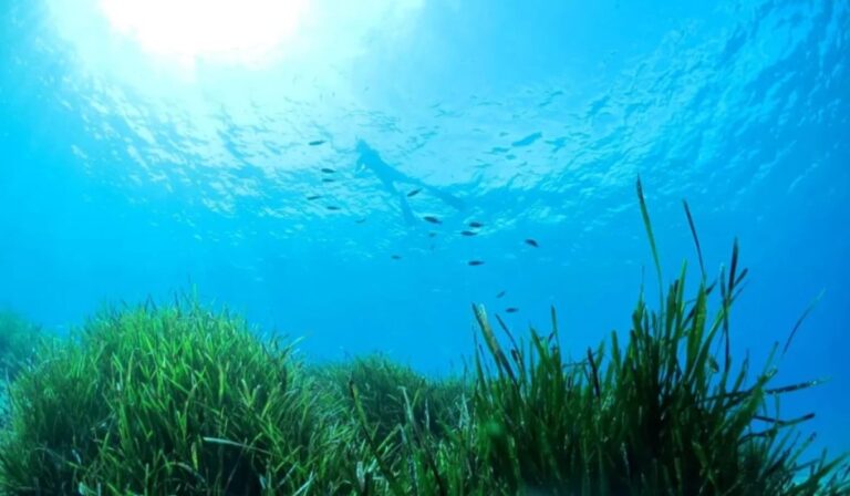 Descubren pasto marino “a prueba de sombra” que podría salvar los ecosistemas costeros