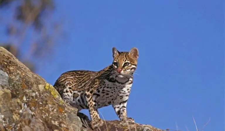 Descubren que Ocelotes viven casi el doble de lo esperado en la selva argentina