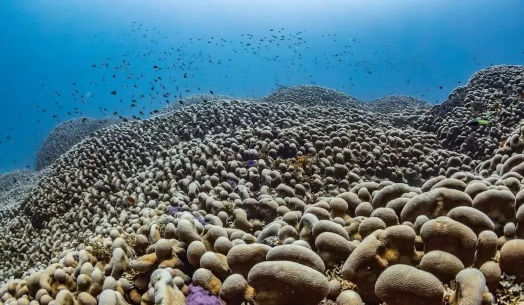 Descubren un “megacoral” en el Pacífico: más grande que una ballena azul y nacido en el siglo XVI