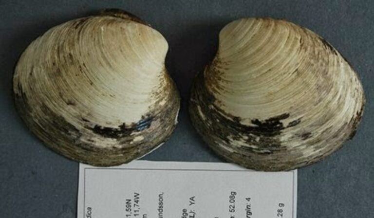 El Atlántico Norte podría estar cerca de un punto de inflexión climático, advierte nuevo estudio