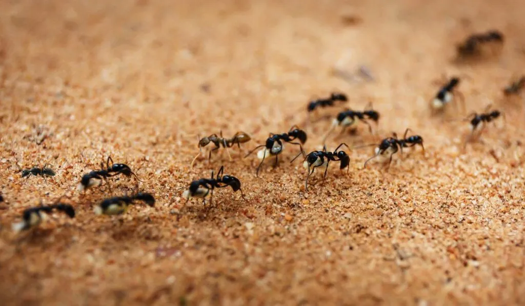 El descubrimiento de un niño de 8 años que cambió la ciencia: las hormigas no llevaban semillas, ¡sino avispas!