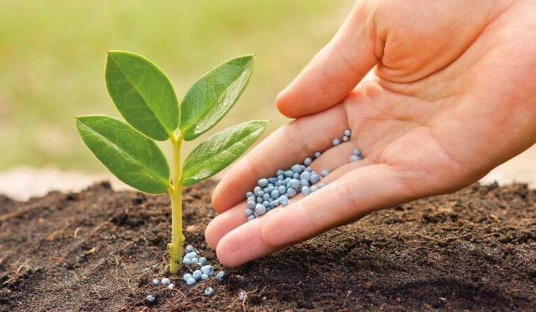 El experimento agrícola más antiguo del mundo revela un hallazgo sorprendente sobre los fertilizantes y el carbono del suelo