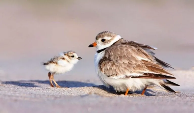 El piping plover, la pequeña ave que está salvando miles de kilómetros de playas en Estados Unidos