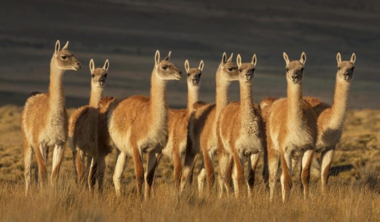 El regreso del guanaco: Santiago lanza plan para repoblar sus montañas con este emblemático animal andino