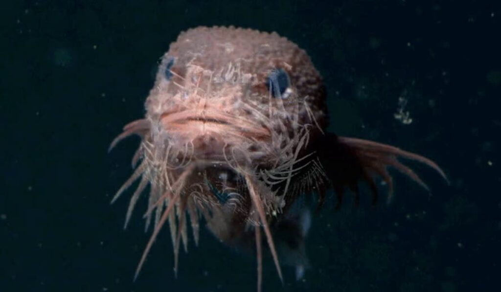 El tierno pez caracol de las profundidades que conquistó a los científicos