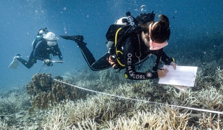 La acidificación de los océanos pone en jaque a la pesca y al turismo