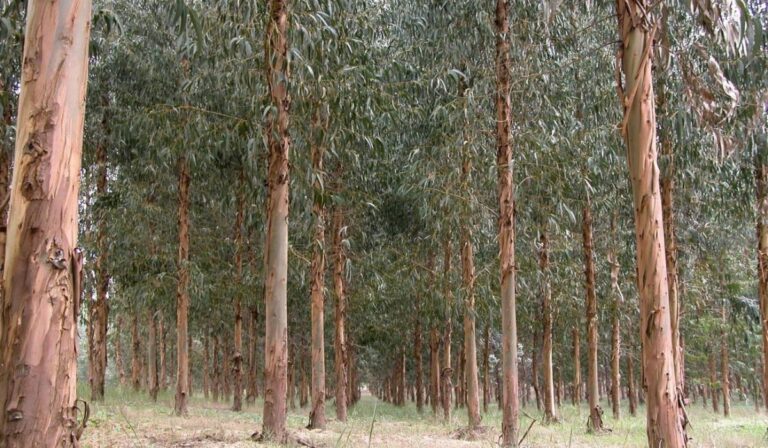 Las plantaciones de eucalipto ponen en riesgo la biodiversidad de las aves, advierte estudio