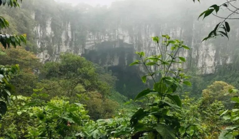 Las plantas huyen hacia las alturas por culpa del cambio climático