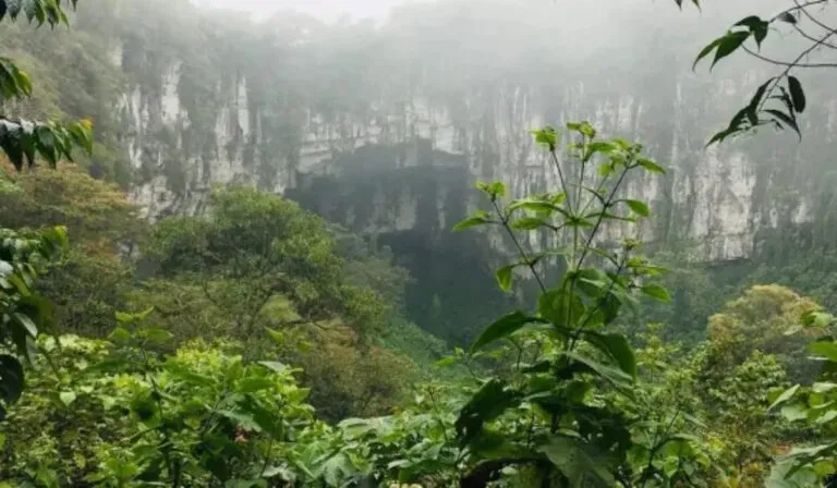 Las plantas huyen hacia las alturas por culpa del cambio climático