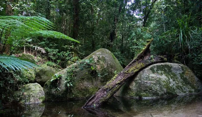 Las selvas tropicales de Australia dejan de absorber CO₂ y comienzan a emitirlo: una alerta global