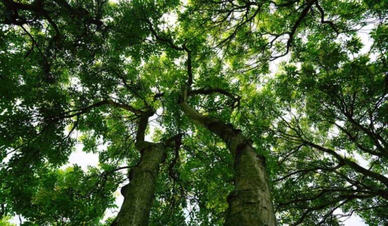 Los árboles no son lo que creíamos: descubren bacterias que producen metano en su interior