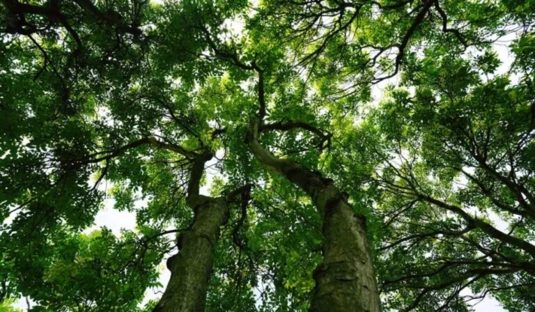 Los árboles no son lo que creíamos: descubren bacterias que producen metano en su interior