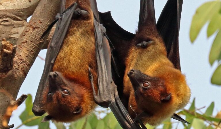 Murciélagos que brillan verde bajo la luz ultravioleta desconciertan a la ciencia