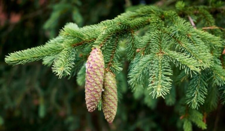 Oro en las hojas: científicos descubren que bacterias en abetos pueden crear nanopartículas de oro