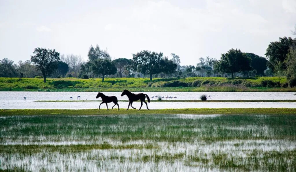 Parques nacionales Doñana y Garajonay en riesgo: el cambio climático amenaza dos joyas naturales de España