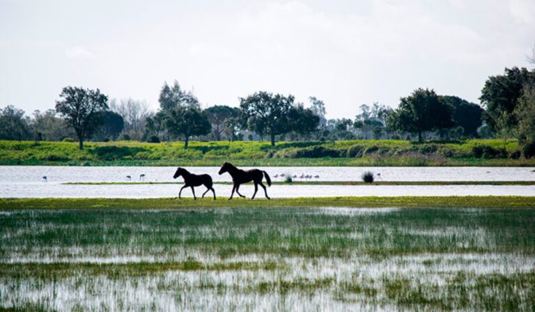 Parques nacionales Doñana y Garajonay en riesgo: el cambio climático amenaza dos joyas naturales de España