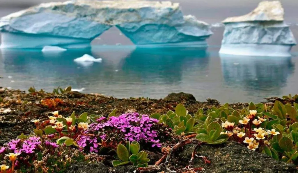 La Antártida se está volviendo verde: el alarmante efecto del calentamiento global que cambia su paisaje