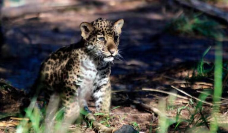 ‘Yazu’, la cría de jaguar mexicano que podría cambiar el futuro de su especie
