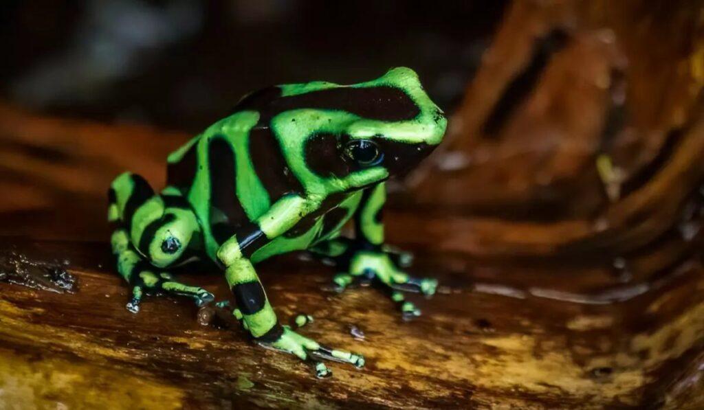 Adaptaciones letales: así sobreviven animales y plantas a los venenos más extremos