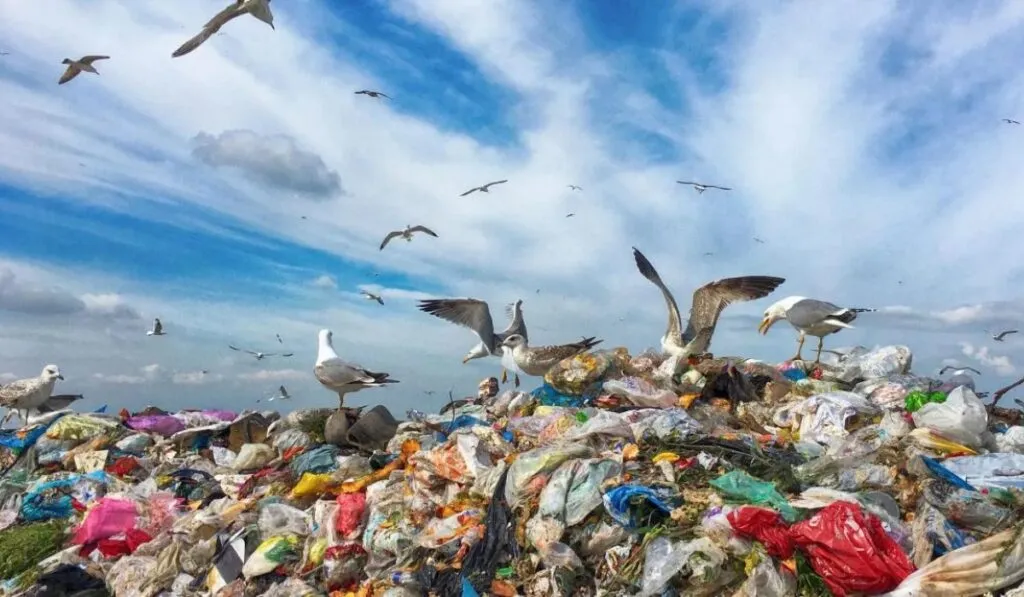 Basura en vuelo: cigüeñas y gaviotas llevan cientos de kilos de plástico desde vertederos hasta los humedales
