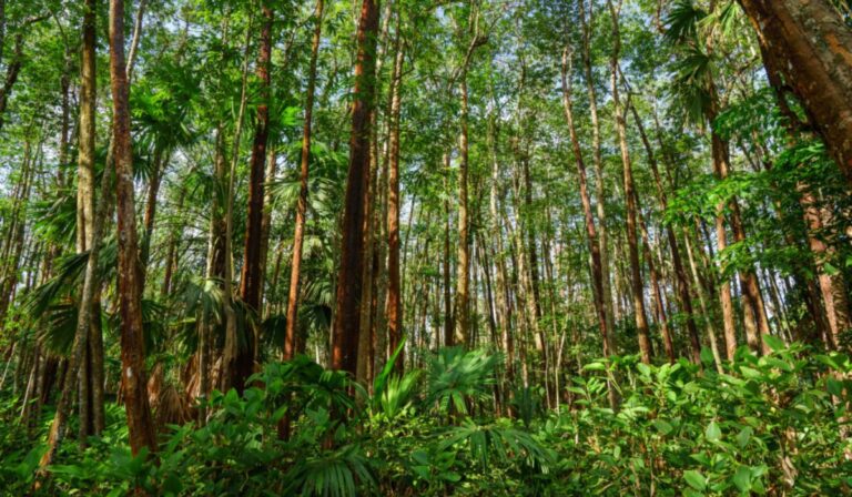 Brasil lanza un fondo histórico para premiar a los países que protejan sus bosques