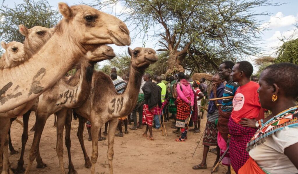 Camellos en lugar de vacas: así sobreviven los pastores de Kenia al cambio climático