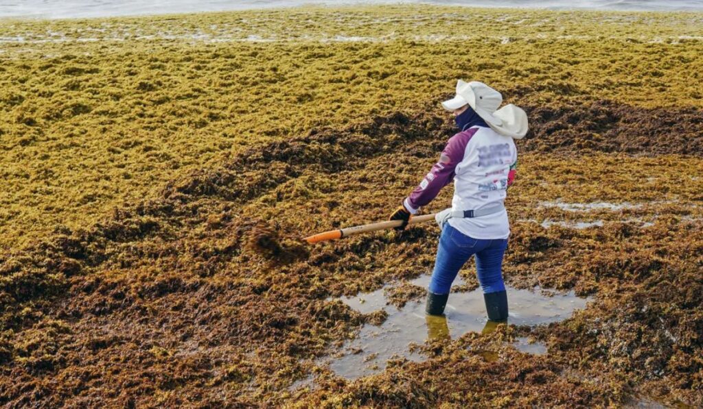 Del desastre al negocio: cómo Granada quiere convertir el sargazo en oro verde